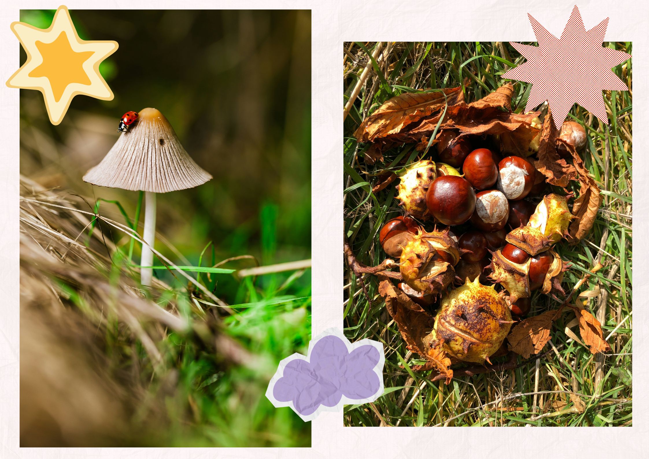 Autumn nature study UK, a mushroom with a ladybird and a collection of conkers found on a woodland walk