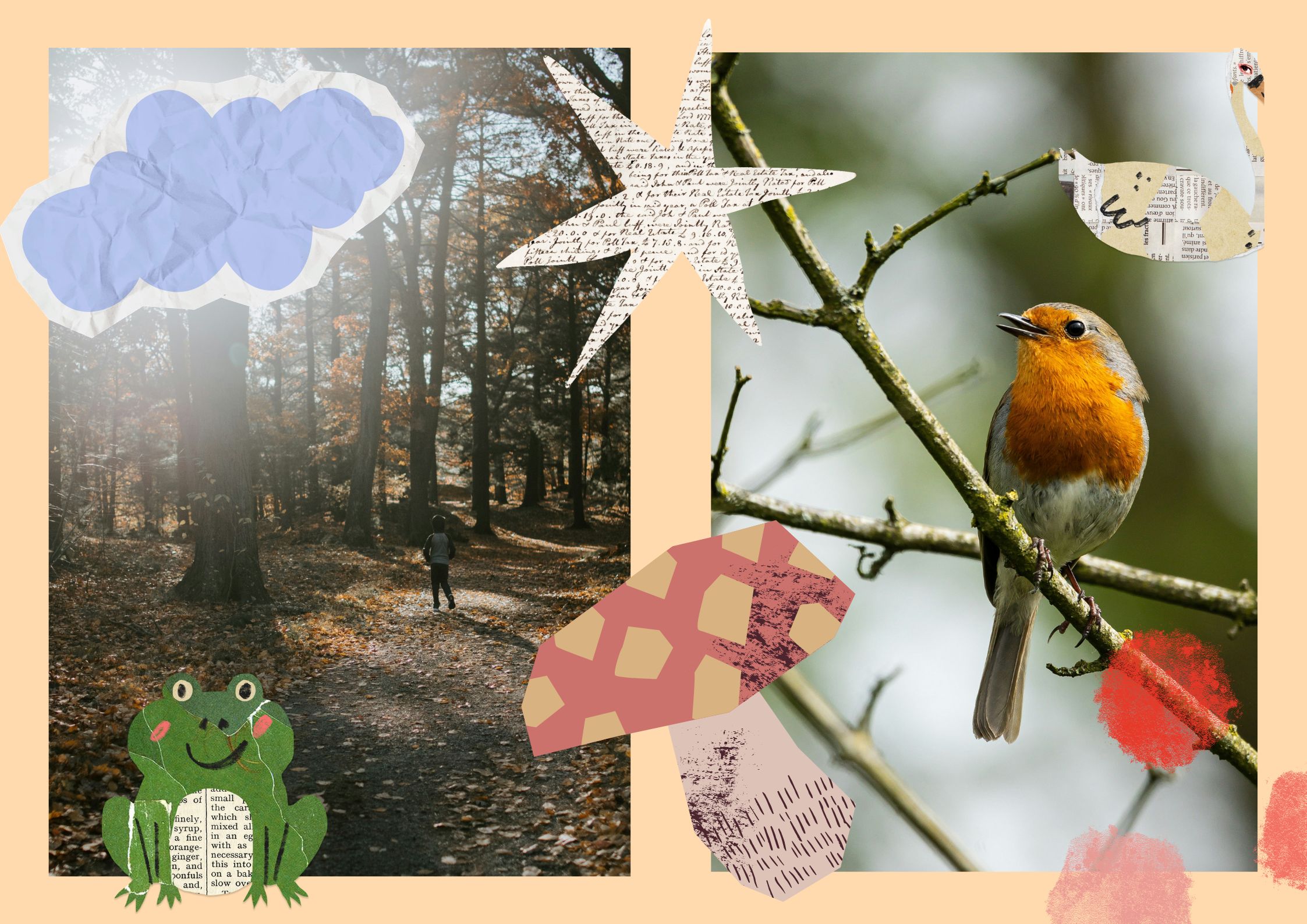 Home education autumn activities UK, a woodland path and a robin perched on a berry branch